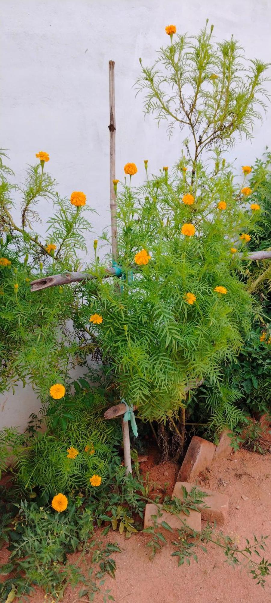 Laxmi Home Stay Ghura Exterior photo